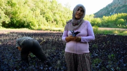 Mor reyhan üreticisinin yüzünü güldürüyor