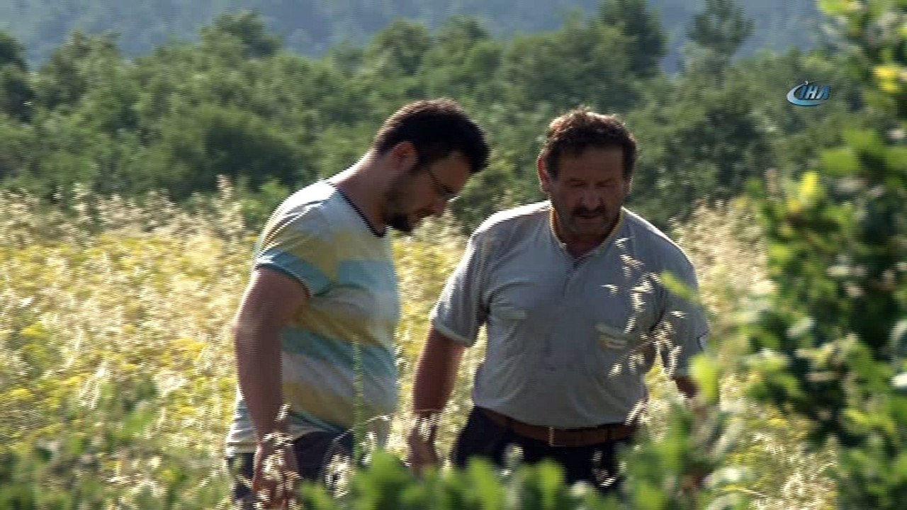 Yağmurlar çörek otu üreticisinin yüzünü güldürdü. Çörek otu tarlaları havadan böyle görüntülendi