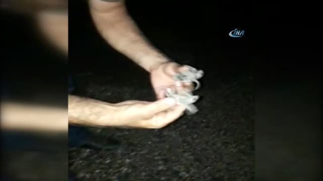 Yolunu Kaybeden Caretta Yavrularını İşletme Sahipleri Denize Ulaştırdı