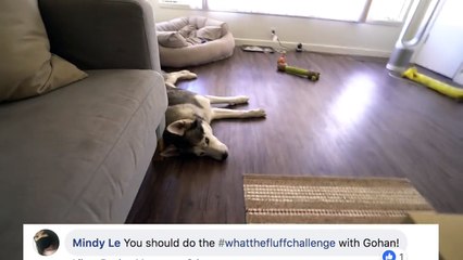 What The Fluff Challenge With My Husky Gohan!