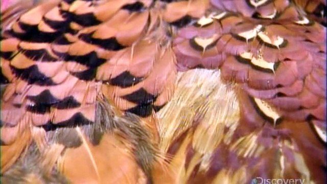 How Its Made 13x07 Pressure Cookers - Mechanical Singing Birds - Oceanographic Buoys - Stainless Steel Tank Trailers