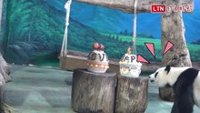 圓仔5歲生日假孕懶洋洋 動物園將幫牠找配對