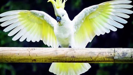 Không ngờ trên đời này lại có loài chim vừa đẹp vừa thông minh đến vậy P2