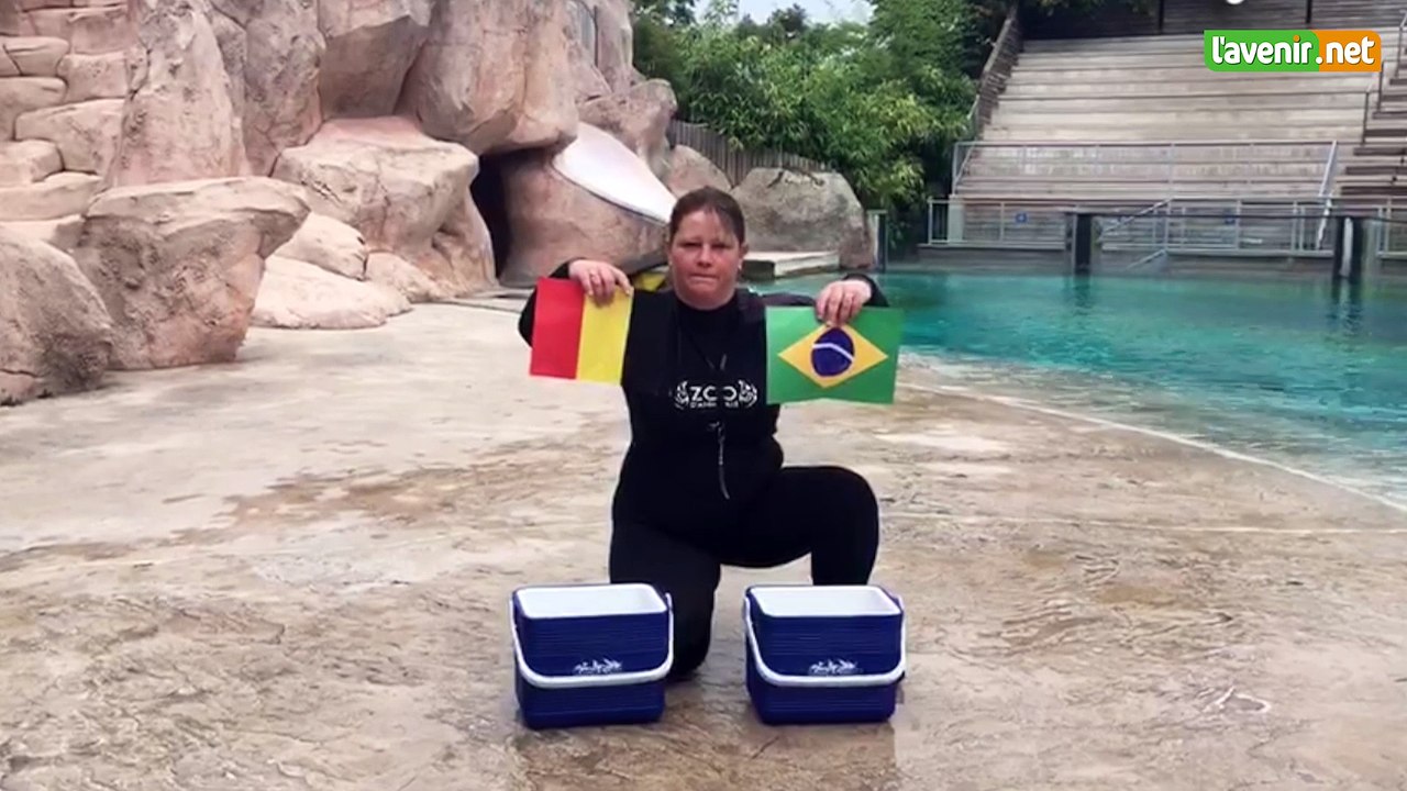 L'Avenir - Belgique-Brésil : le pronostic de WAtson, l'otarie du zoo d'AmnévillePronostic otarie