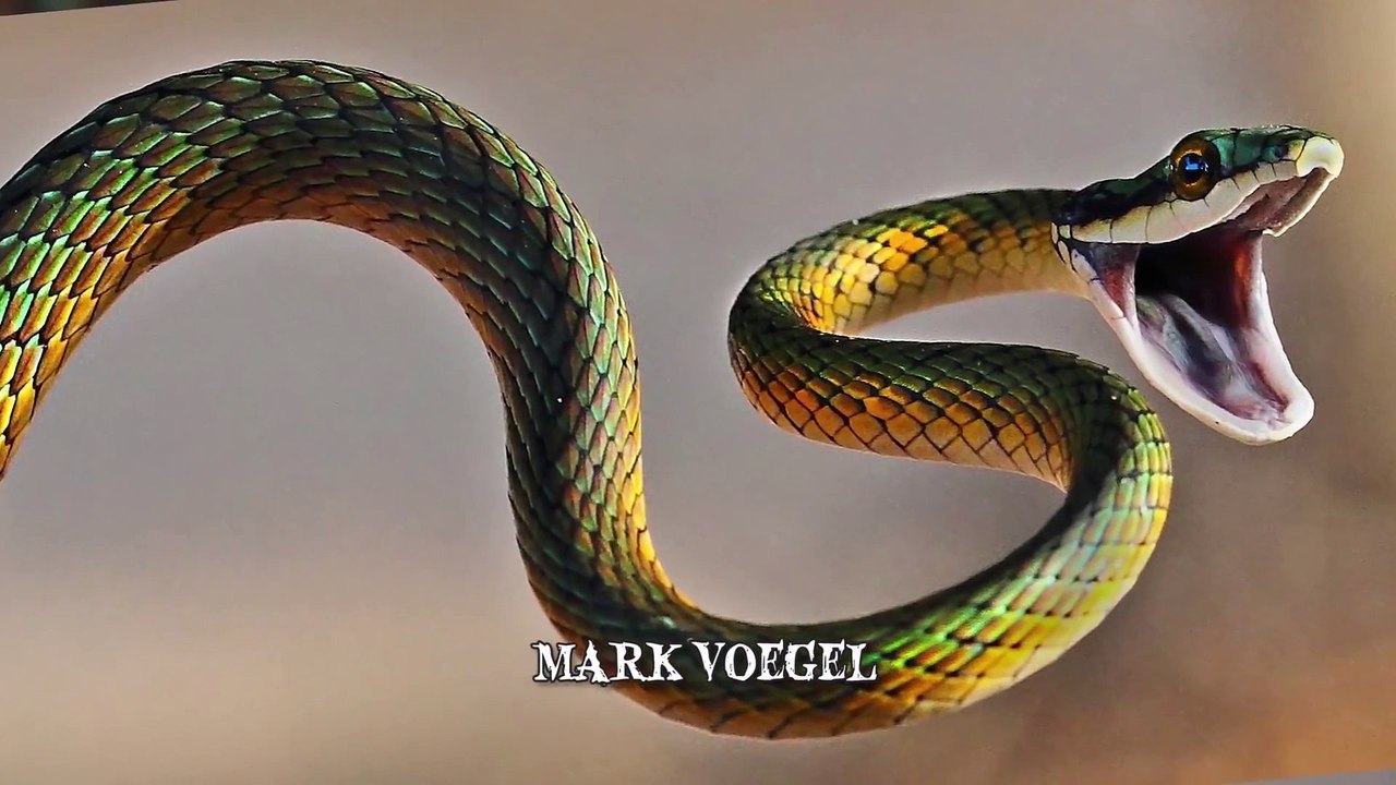 10 Tiere die deren Besitzer umbrachten