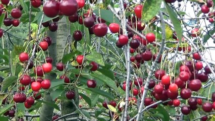 Vişnede üretici değil, işçi kazanıyor