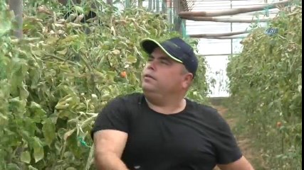 Antalya’da Domates Üreticisi 50 Derecede Sezonu Kapattı