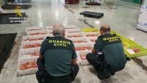 45 toneladas de cigala intervenidas en Coruña