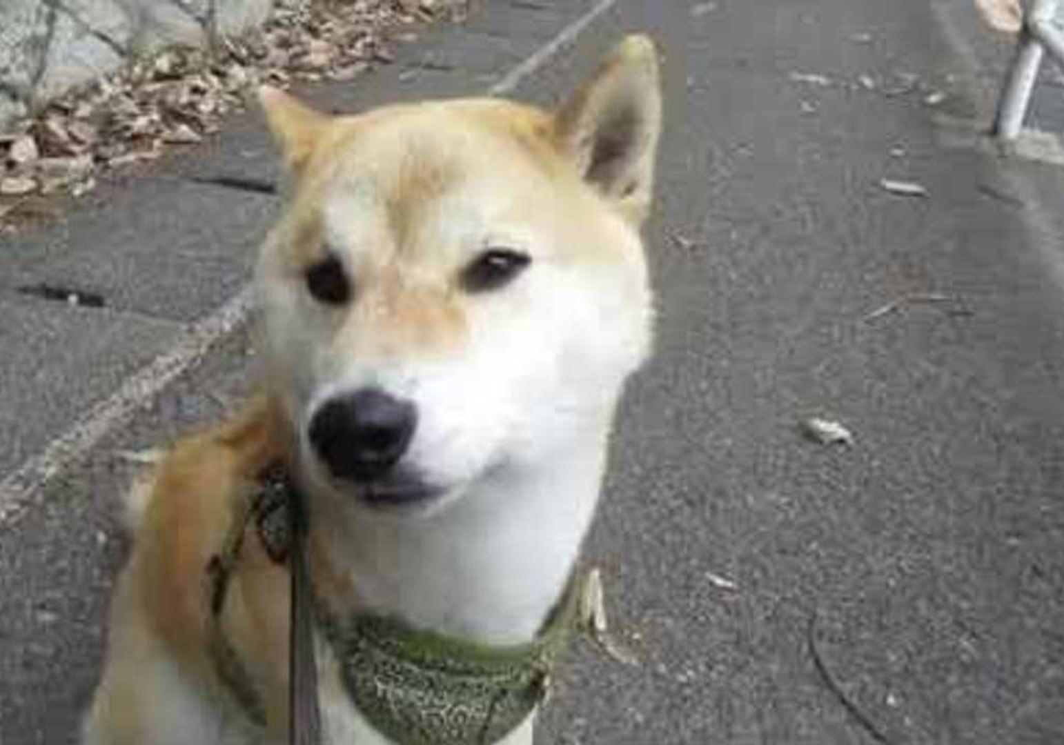 Shiba Inu Answers To The Call Of A Siren