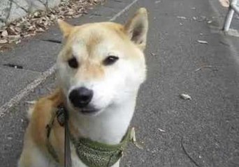 Shiba Inu Answers to the Call of a Siren