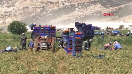 İzmir Torbalı Ovası'nda Domates Hasadı Başladı