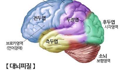 인간의 의사결정 '뇌 지도' 만든다 / YTN