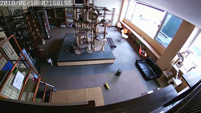 Des chats savaient qu'un séisme allait se produire quelques secondes avant !!