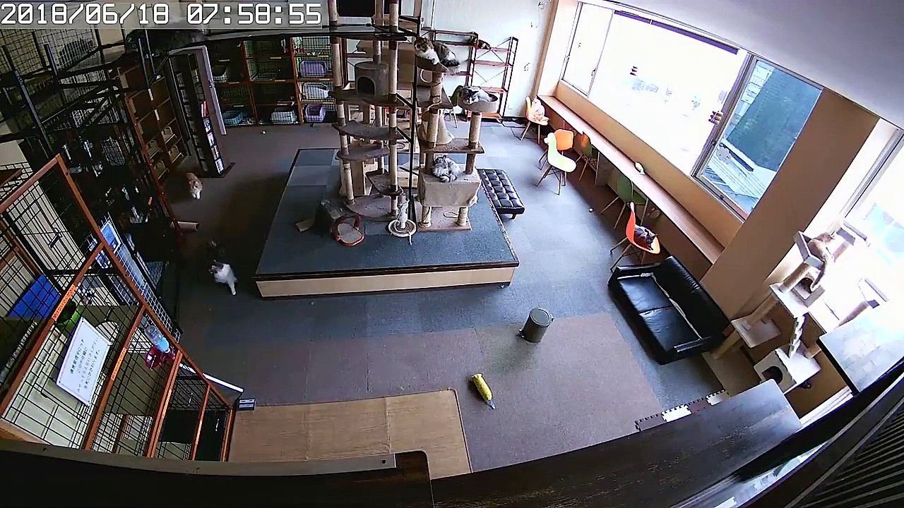 Des chats savaient qu'un séisme allait se produire quelques secondes avant !!