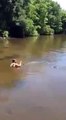Complètement fou - cet homme nage dans un étang rempli d'alligators