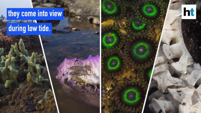 Mumbai's Hidden Marine Life