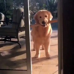 My dog brought wood to me to throw it away & funny dogs & dogs play