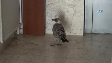 Kedi ve Köpekler Parçalayacaktı, Yavru Martıyı Mahalleli Kurtardı