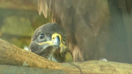 WM 2018: Igor Akinfeev lebt jetzt im Zoo