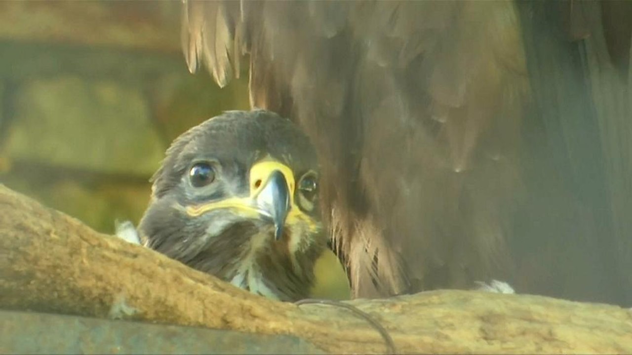 WM 2018: Igor Akinfeev lebt jetzt im Zoo