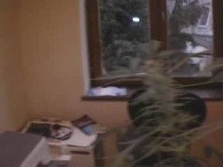 plante de cannabis intérieur