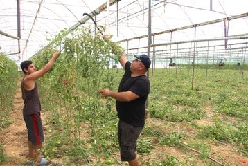 Domates Sezonunu Erken Kapattı