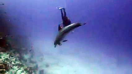 Des dauphins tombés du ciel