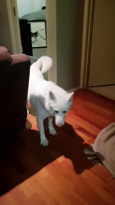 Where the Fluff Did You Go?