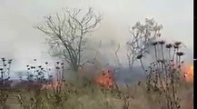#شاهد.. جانب من اندلاع النيران في أراض زراعية للمستوطنين في غلاف غزة، قبل قليل.