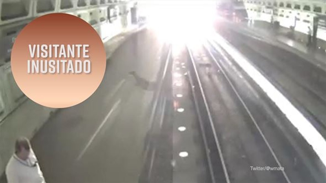 Visitante inusitado no metrô de Washington