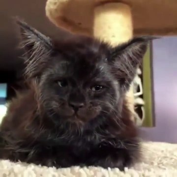 Un chat avec un visage « humain »