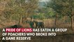 Three Poachers Eaten By Lions After Trying To Hunt Rhinos In Game Reserve