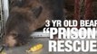 Three-Year-Old Bear Rescued from 