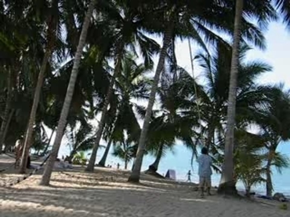 La cueillette des noix de coco à Koh Samui