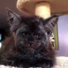 Un chat avec un visage « humain »