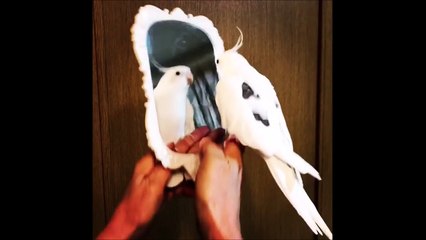 Ce perroquet est un bon musicien...