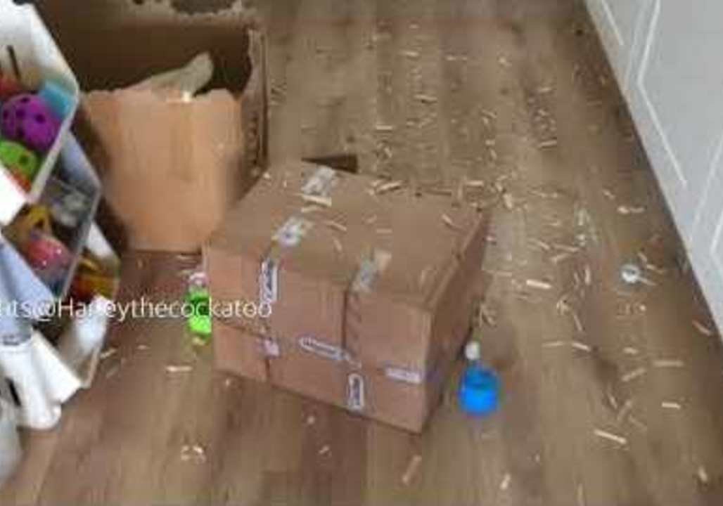 Harley the Cockatoo Wastes No Time in Making a Mess