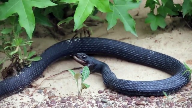 Un serpent en recrache un autre aussi long que lui... Gourmand