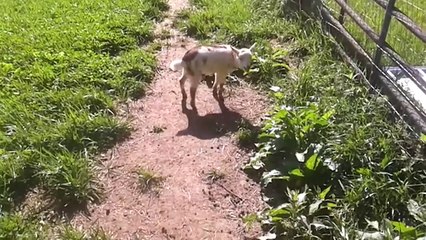 Ξεκαρδιστικά βίντεο με ζώα που... «μιλάνε»