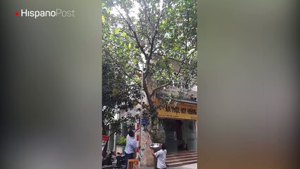 Tratando de coger una fruta gratis terminó con un tremendo dolor de cabeza