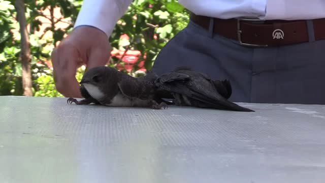 İtfaiye Merdiveni Ebabil Kuşları İçin Kaldırıldı