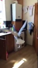 Mouette dans la cuisine : grosse panique pour la sortir !