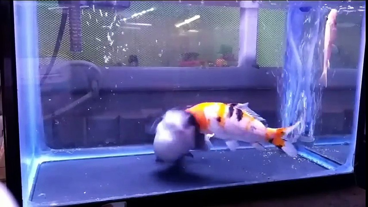 Ce poisson avale sec un autre de la même taille !