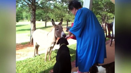 Funniest Animal Sounds Compilation of 2018 | Funny Pet Videos