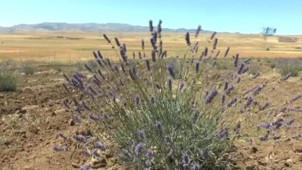 Türküleri ile Dillere Destan Arguvan'ı Buram Buram Lavanta Kokuları Sardı