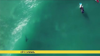 Un grand requin blanc s'invite à une compétition de surf en Afrique du Sud [No Comment]