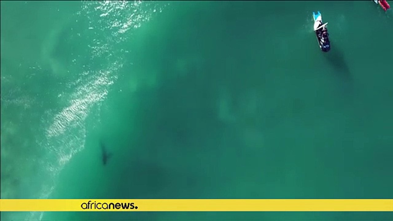 Un grand requin blanc s'invite à une compétition de surf en Afrique du Sud [No Comment]