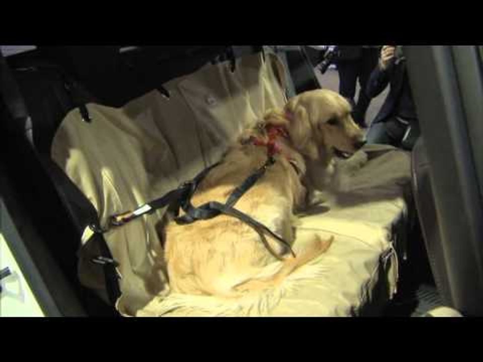 Traveling With Pets