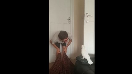 #WhatTheFluffChallenge avec un cacatoès