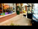 Subaru Dog Commercials Compilation 8 commercials